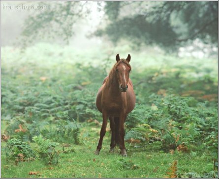 Spirit Horse