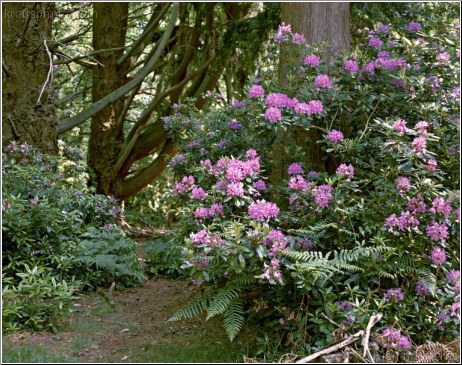 Forest Walk