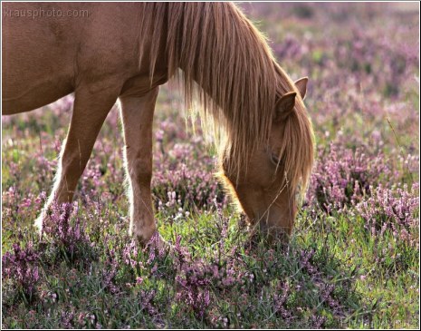 Grazing Heather