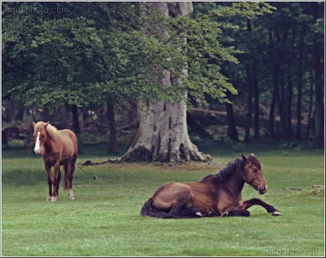 Two Horses