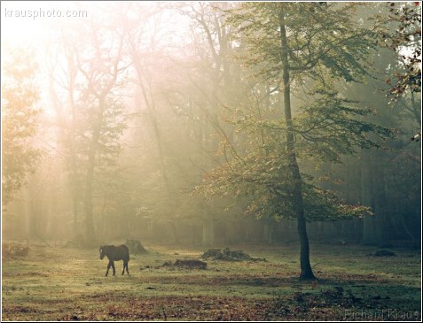 Woodland Passage