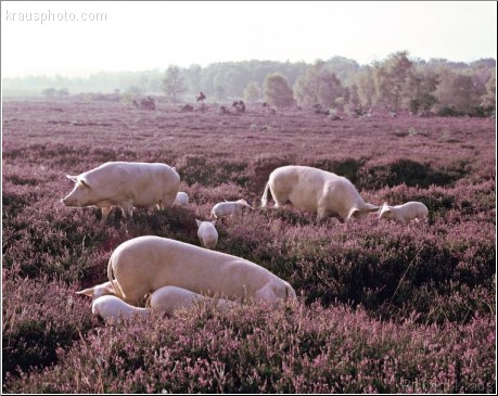 Exploring Heather