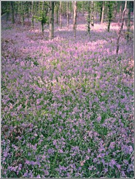 Bluebell Wood