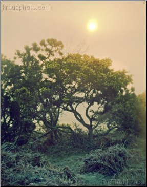 Glistening Gorse