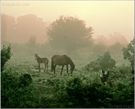 Timeless Morning