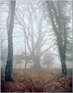 Cathedral Tree