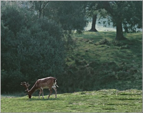 Forest Stag