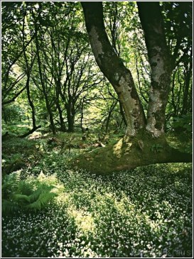 Carpet of Flowers