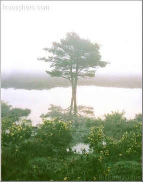 Solitary Tree