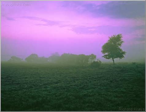 Purple Sky