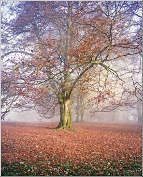 Majestic Oak