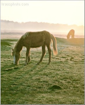 Morning Graze