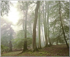 Tranquil Woodland