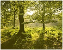 Golden Bracken