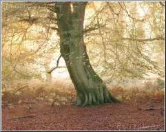 Forest Beech