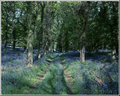 Bluebell Walk