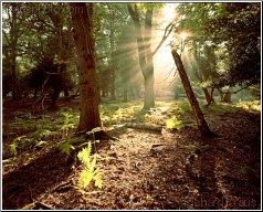 Forest Floor