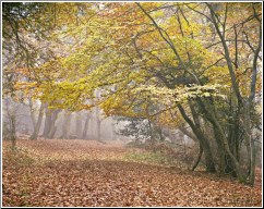 Autumn Walk