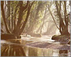 Rhinefield Stream