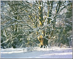 Snow Tree