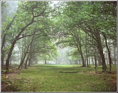 Forest Highway