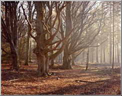 Bare Branches