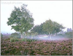 Hovering Mist