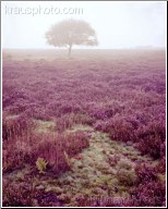 Carpet of Heather