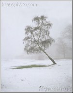 Frozen Forest