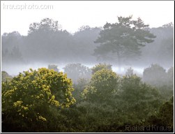 Misty Gorse