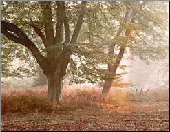 Celebrating Nature