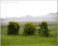 Gorse Trio