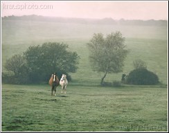 Floating Horses