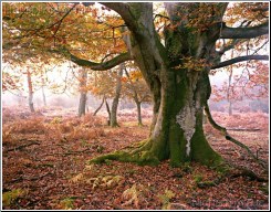 Autumn Beauty