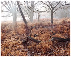 Resting Winter