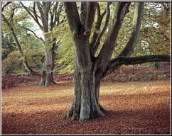Beech Trees