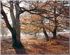 Autumn Path