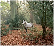 Woodland Horse