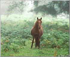 Spirit Horse