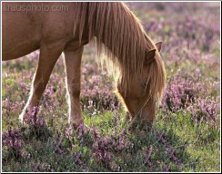 Grazing Heather