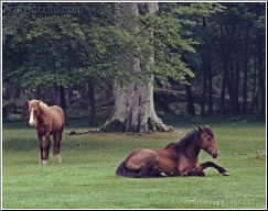 Two Horses