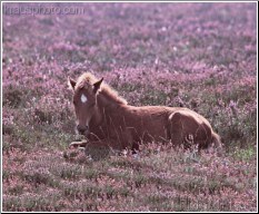 Heather's Delight