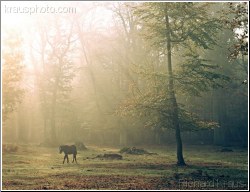 Woodland Passage