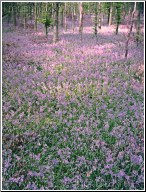 Bluebell Wood