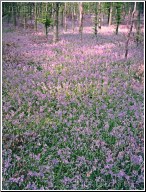 Bluebell Wood