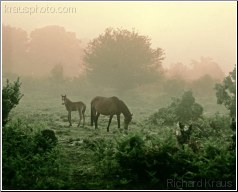 Timeless Morning
