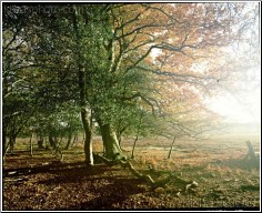 Autumn Dance