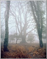 Cathedral Tree