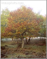 Changing Colours