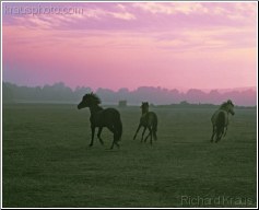 Roaming Free